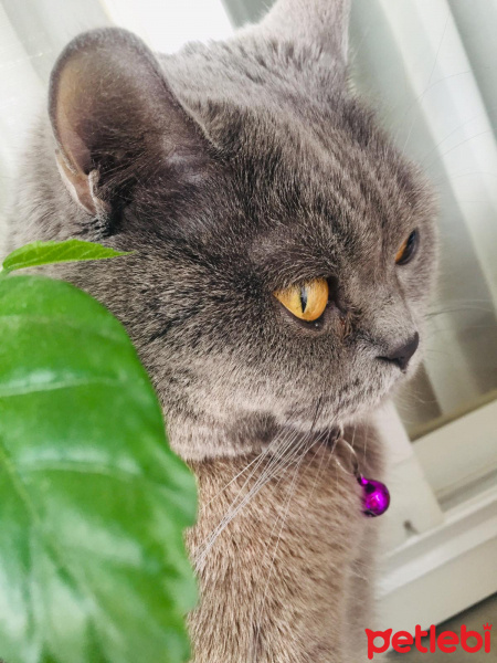 British Shorthair, Kedi  Adel fotoğrafı