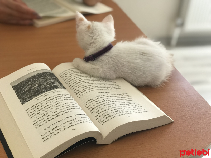 Tekir Kedi, Kedi  Sütlaç fotoğrafı