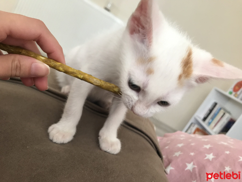 Tekir Kedi, Kedi  Sütlaç fotoğrafı