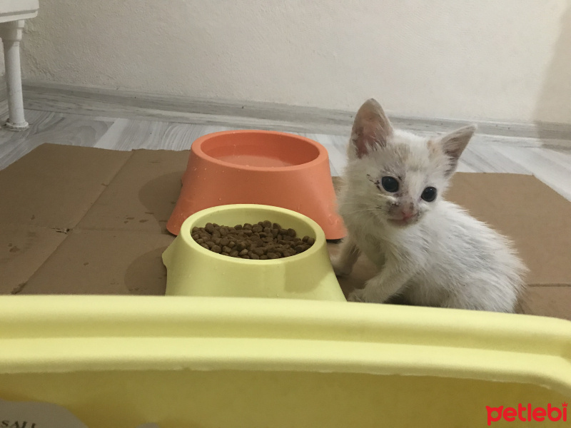 Tekir Kedi, Kedi  Sütlaç fotoğrafı