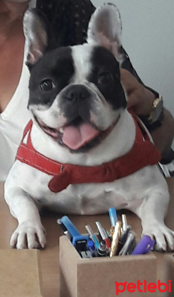 Fransız Bulldog, Köpek  Maya fotoğrafı
