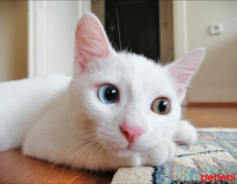 Ankara Kedisi, Kedi  mantı fotoğrafı