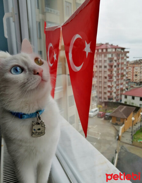 Ankara Kedisi, Kedi  mantı fotoğrafı