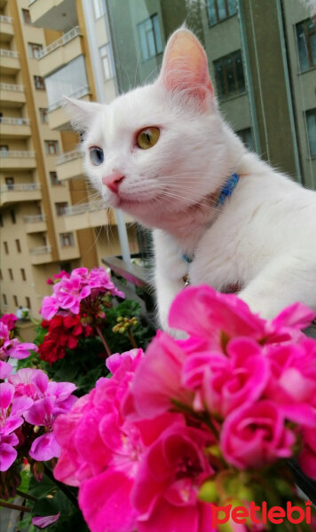 Ankara Kedisi, Kedi  mantı fotoğrafı