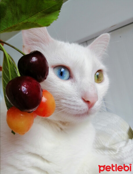 Ankara Kedisi, Kedi  mantı fotoğrafı