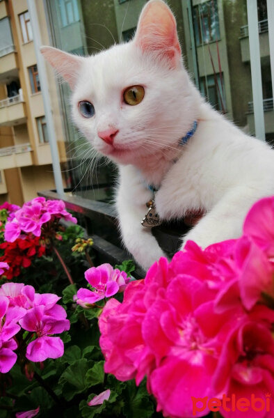 Ankara Kedisi, Kedi  mantı fotoğrafı