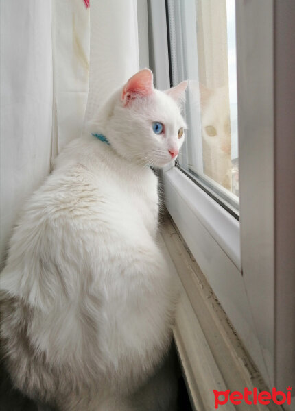 Ankara Kedisi, Kedi  mantı fotoğrafı