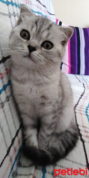 Scottish Fold, Kedi  İpek fotoğrafı