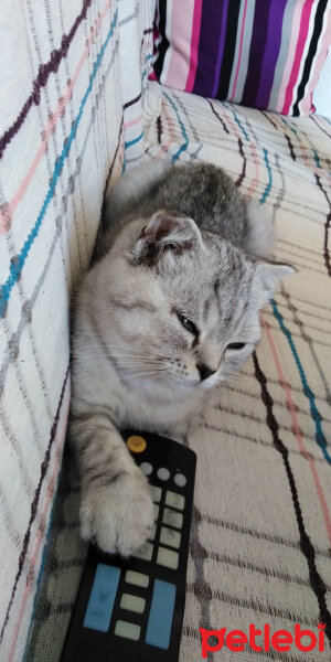 Scottish Fold, Kedi  İpek fotoğrafı