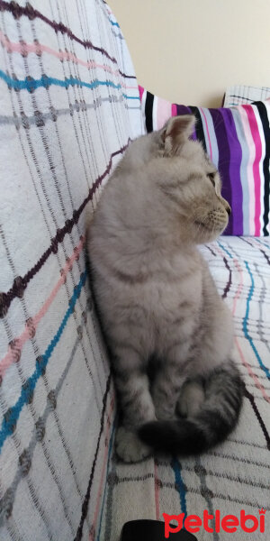 Scottish Fold, Kedi  İpek fotoğrafı