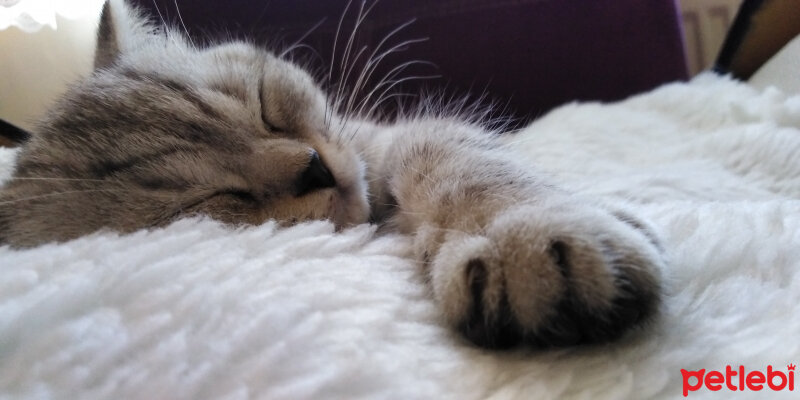 Scottish Fold, Kedi  İpek fotoğrafı