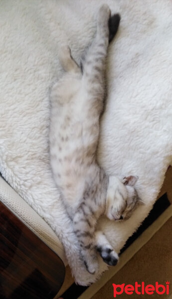 Scottish Fold, Kedi  İpek fotoğrafı