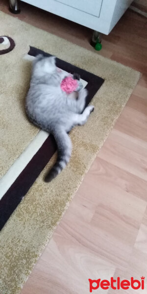 Scottish Fold, Kedi  İpek fotoğrafı