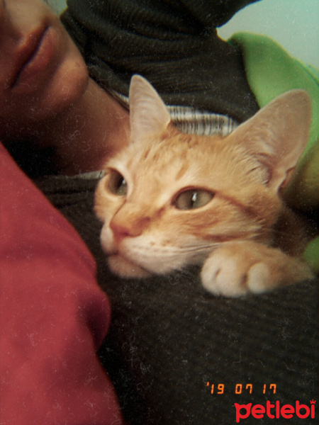 Tekir Kedi, Kedi  Kızım fotoğrafı