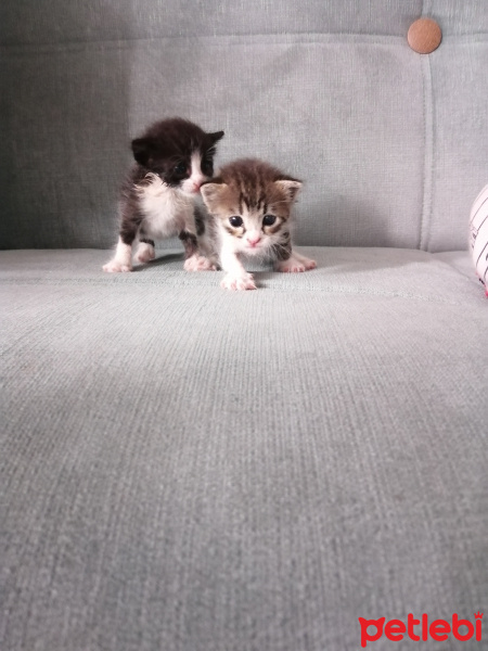 Tekir Kedi, Kedi  2 kardeşi sahiplendirmek istiyoruz fotoğrafı