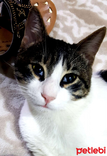 Tekir Kedi, Kedi  Boncuk fotoğrafı