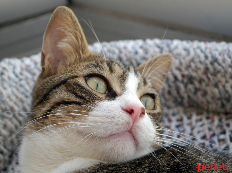 Tekir Kedi, Kedi  tipitip fotoğrafı