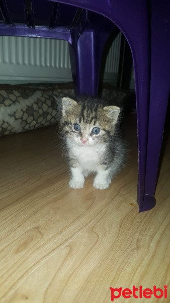 Tekir Kedi, Kedi  Ori fotoğrafı