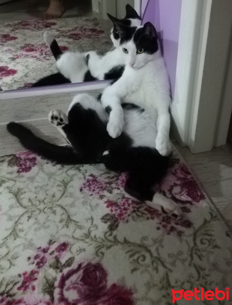 Tekir Kedi, Kedi  FEZA fotoğrafı