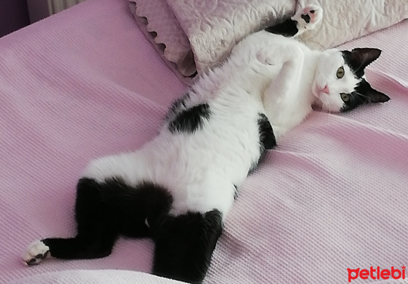 Tekir Kedi, Kedi  FEZA fotoğrafı