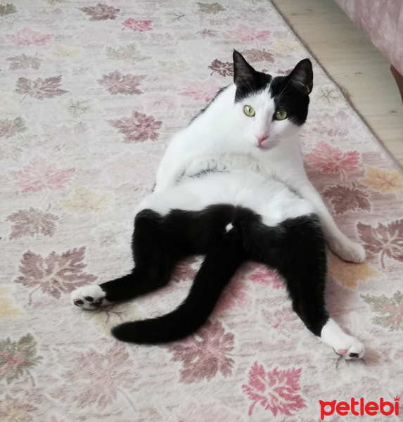Tekir Kedi, Kedi  FEZA fotoğrafı