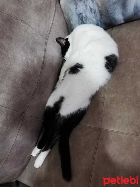 Tekir Kedi, Kedi  FEZA fotoğrafı