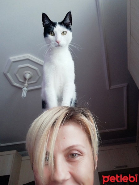 Tekir Kedi, Kedi  FEZA fotoğrafı