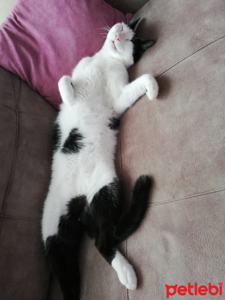 Tekir Kedi, Kedi  FEZA fotoğrafı