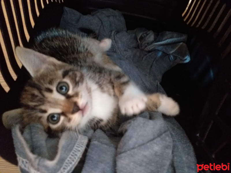Tekir Kedi, Kedi  İsmi yok alıcak kişinin koymasını terci etik fotoğrafı