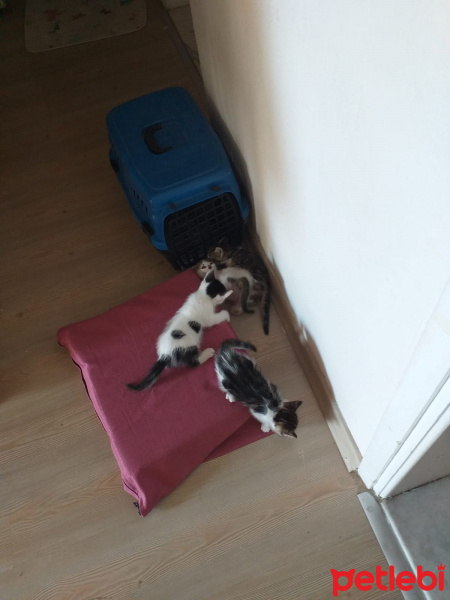 Tekir Kedi, Kedi  İsmi yok alıcak kişinin koymasını terci etik fotoğrafı