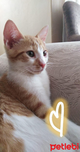 Sarman, Kedi  Bulgur fotoğrafı