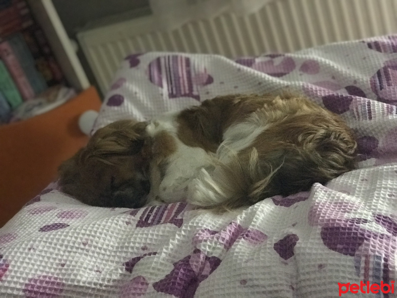 Pekingese, Köpek  Çakıl fotoğrafı