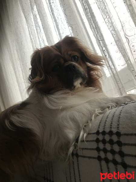 Pekingese, Köpek  Çakıl fotoğrafı