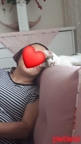 Tekir Kedi, Kedi  ÇAKIR fotoğrafı