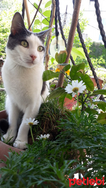 Tekir Kedi, Kedi  Gofret fotoğrafı