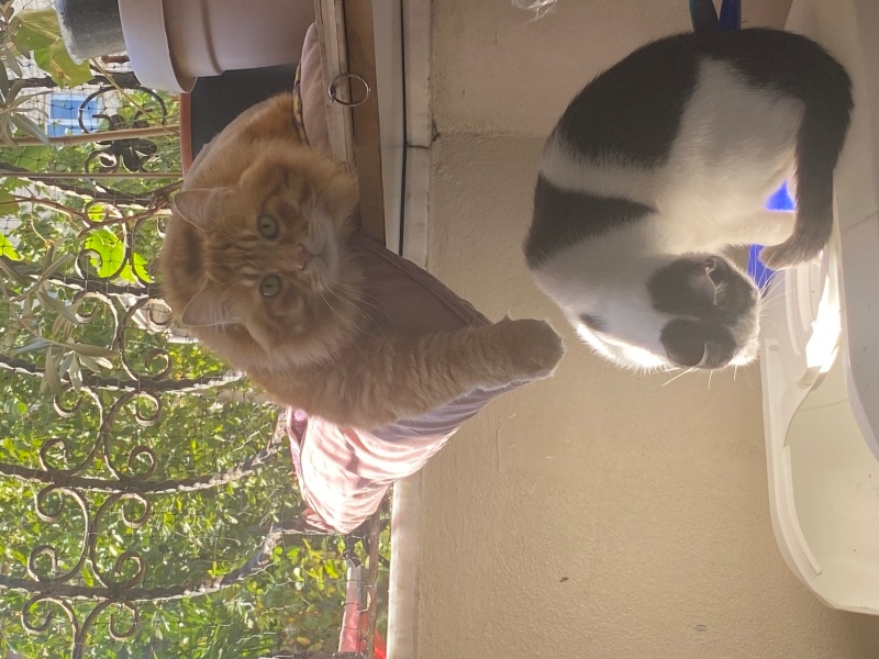 Tekir Kedi, Kedi  Gofret fotoğrafı