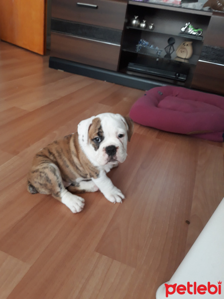 İngiliz Bulldog, Köpek  Karamel fotoğrafı