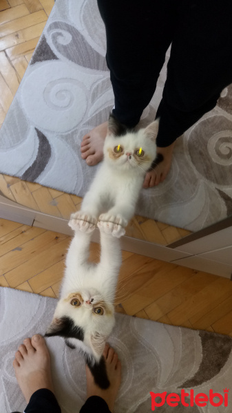 Exotic Shorthair, Kedi  Alex fotoğrafı