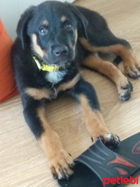 Rottweiler, Köpek  Mex fotoğrafı