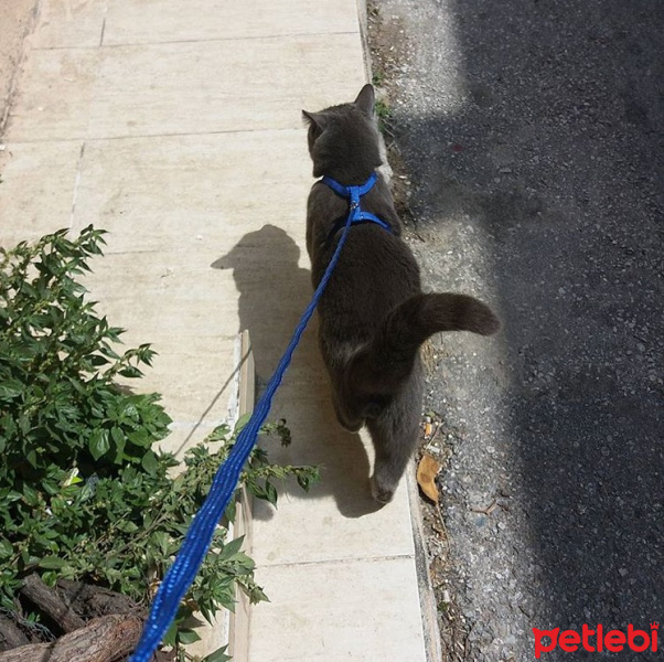 Chartreux, Kedi  Boris fotoğrafı