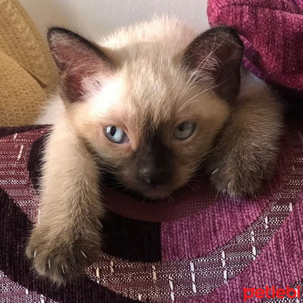 Siyam Kedisi, Kedi  Luna/ Gremlin fotoğrafı