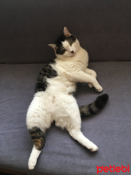 Tekir Kedi, Kedi  Turşu fotoğrafı