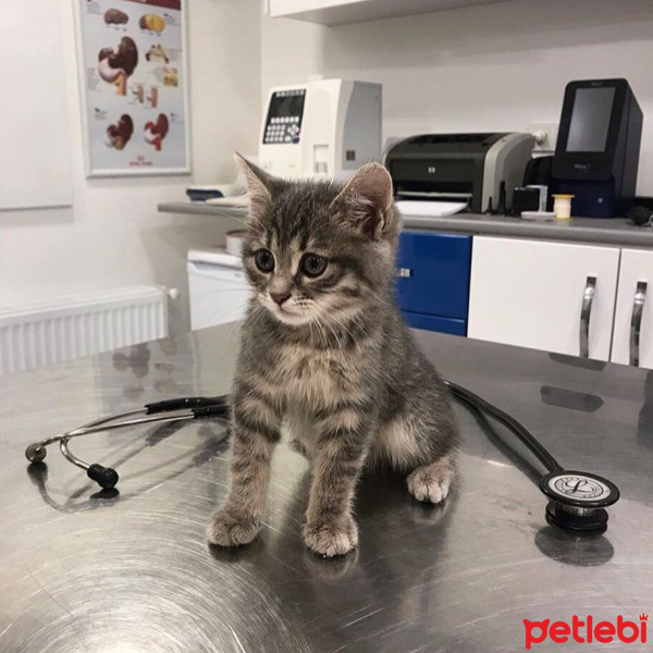Tekir Kedi, Kedi  Turşu fotoğrafı
