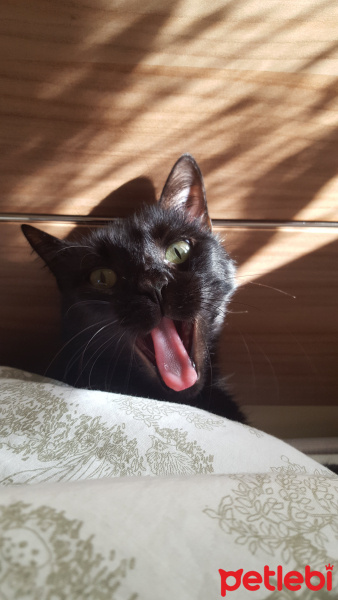 Tekir Kedi, Kedi  Zeytin fotoğrafı