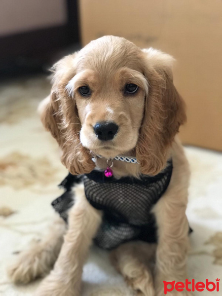 Amerikan Cocker Spaniel, Köpek  Lodos fotoğrafı