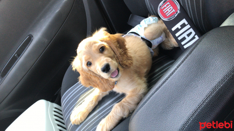 Amerikan Cocker Spaniel, Köpek  Lodos fotoğrafı