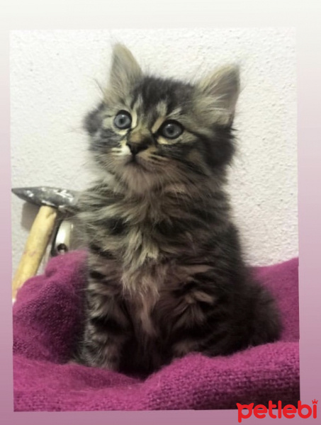 Tekir Kedi, Kedi  Nana fotoğrafı