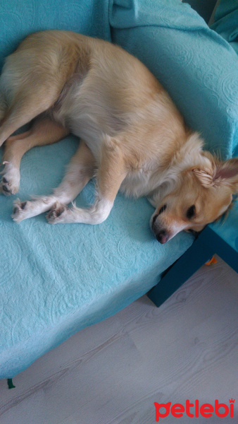 Sokö (Sokak Köpeği), Köpek  Sonje fotoğrafı