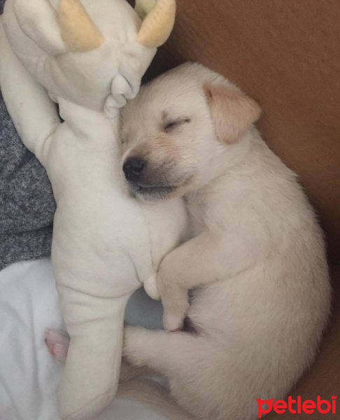 Golden Retriever, Köpek  Yavru ufak kız Bella fotoğrafı