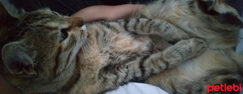 Tekir Kedi, Kedi  Trinity fotoğrafı